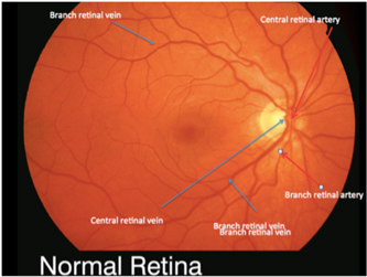 central retinal artery anatomy